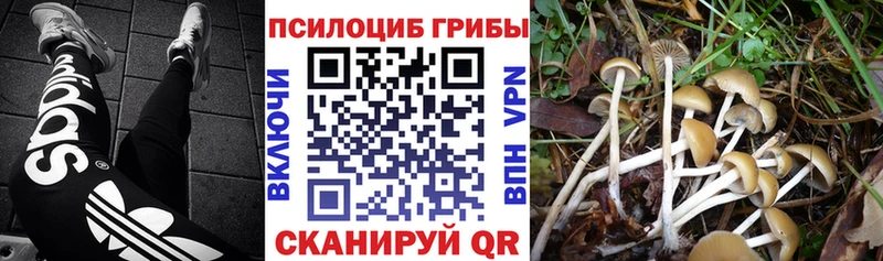 Галлюциногенные грибы GOLDEN TEACHER  купить наркотики сайты  Динская 